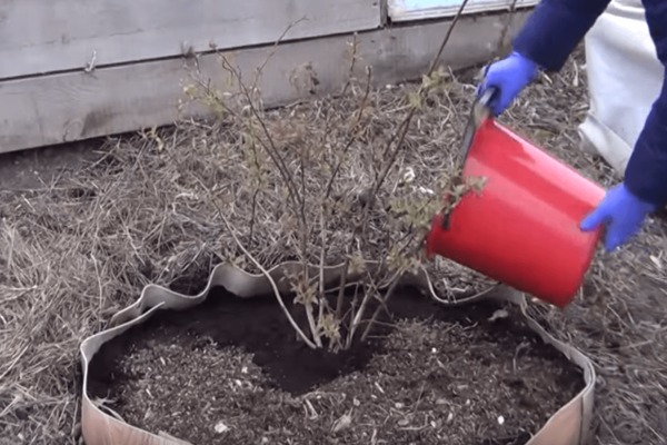 Planter des bleuets en automne