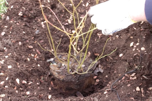 Planter des myrtilles du jardin en automne : préparation