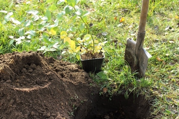 Temps de plantation des myrtilles en automne