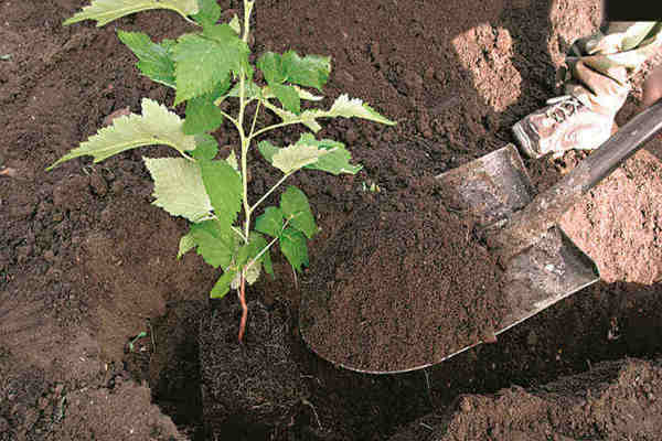 planting raspberries and care
