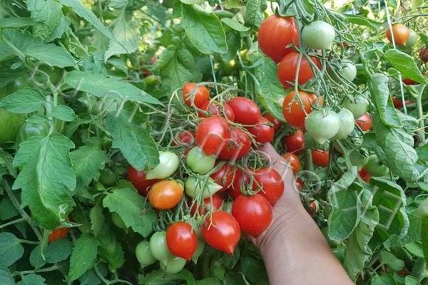 Variétés de tomates