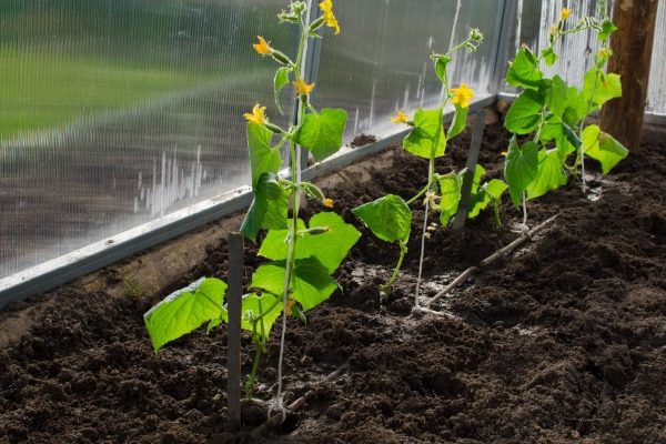 feed the cucumbers
