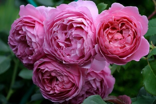 variétés de roses