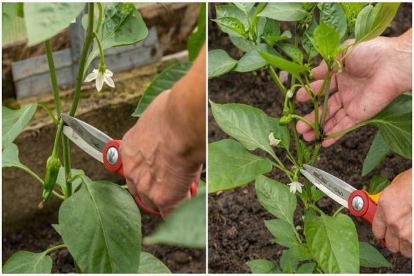 How to pinch peppers
