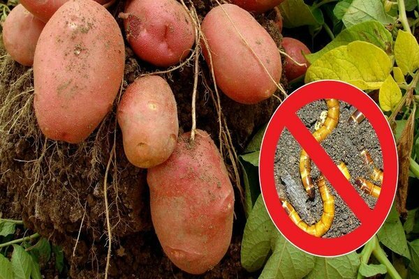 wireworm in potatoes