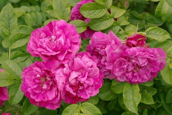 variétés de roses