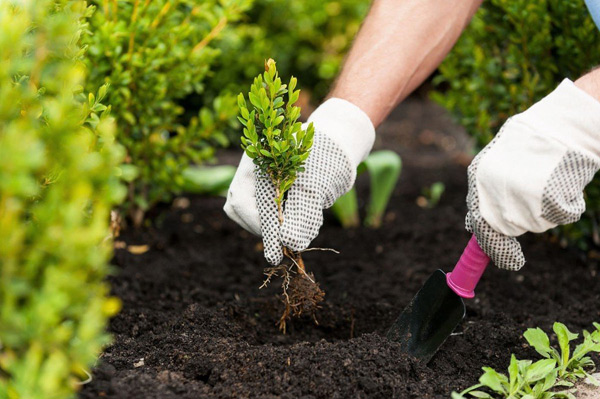 work in the garden in June