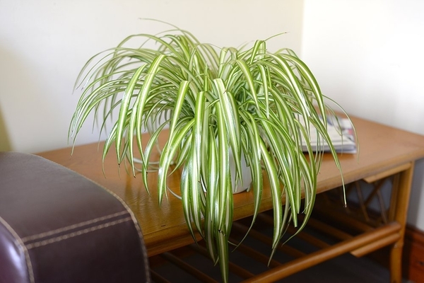 plants for bedroom