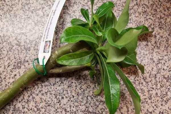 Propagation of adenium by cuttings