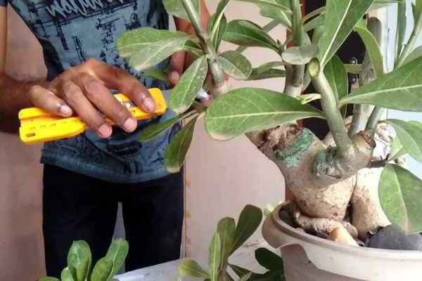 Reproduction of adenium by cuttings step by step