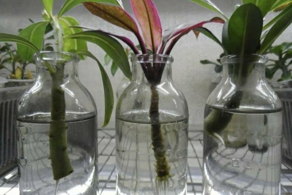 Propagation of adenium by cuttings: rooting in water