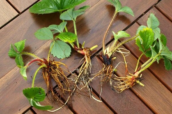 Comment propager des fraises avec une moustache, règles de plantation