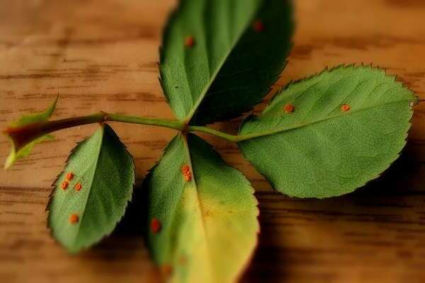 rust on roses