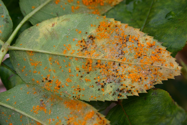 rust on roses