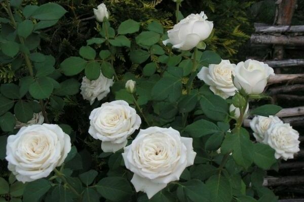 Rose Anastasia: photo, characteristics