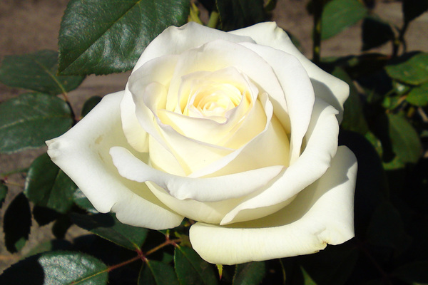 Rose Anastasia: photo, description of appearance