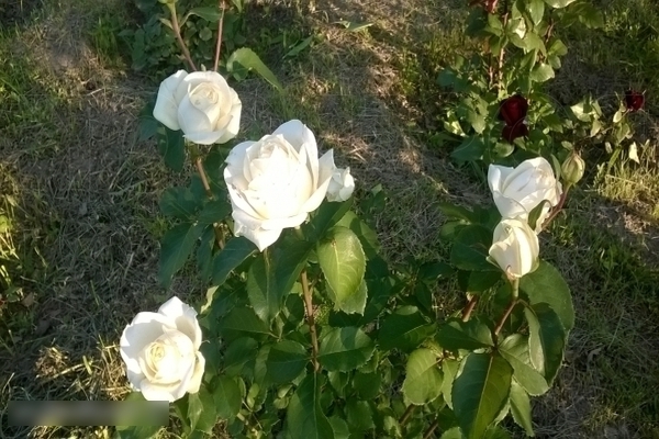 Rose Anastasia: photo and description of care
