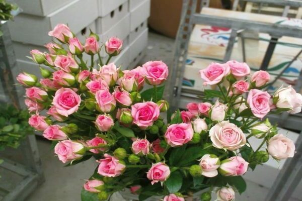 Rosenspray: Bewertungen von Gärtnern