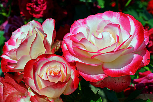 variétés de roses