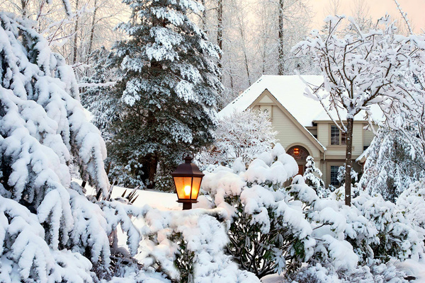 Garden in winter