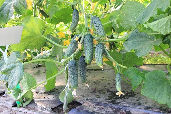 self-pollinated cucumber varieties