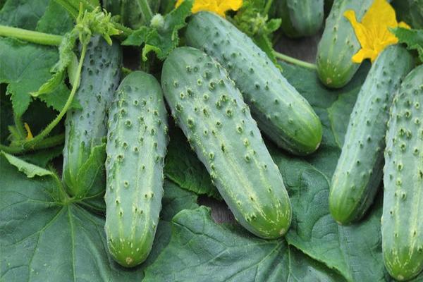 self-pollinated cucumber varieties