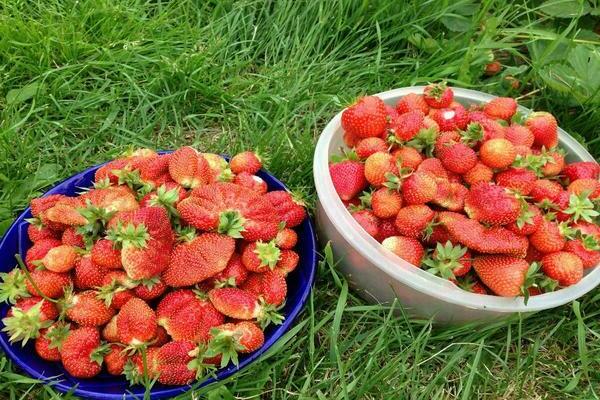 strawberry elsanta