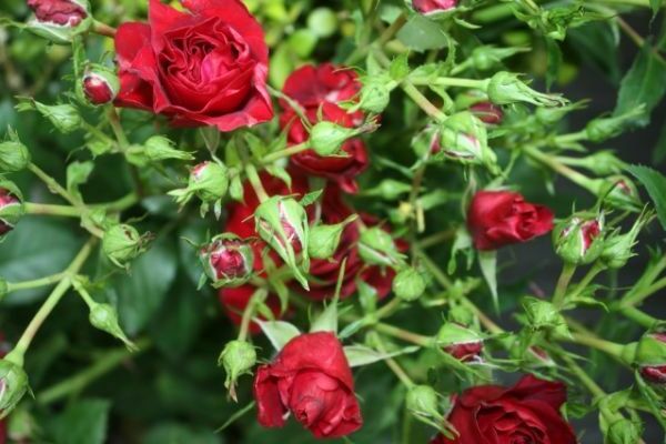 semis de roses