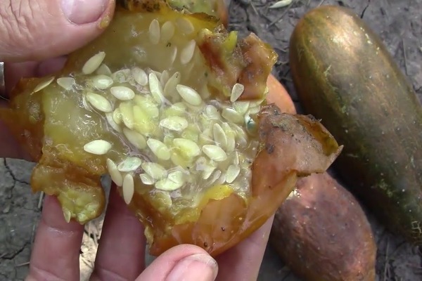 pick cucumber seeds