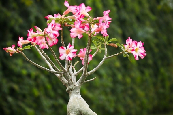 culture de fleurs d'adénium