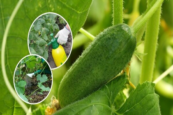 scheme of feeding cucumbers