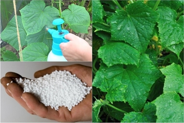 the best feeding scheme for cucumbers during fruiting