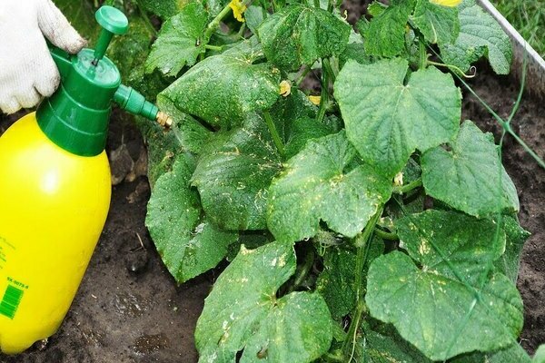 scheme for feeding cucumbers in the open field