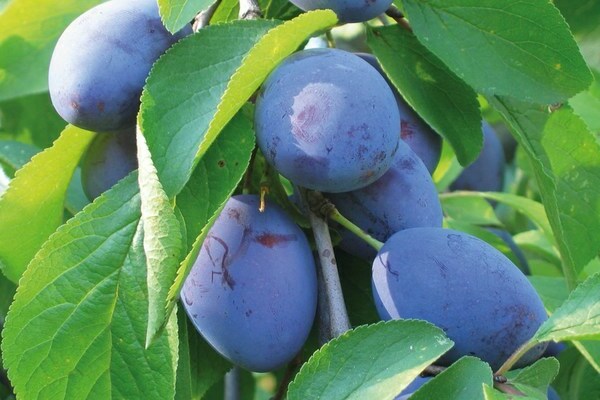 Description de la variété de prune