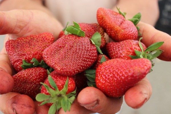 variétés de fraises avec photo