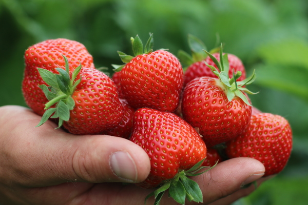variétés de fraises avec photo