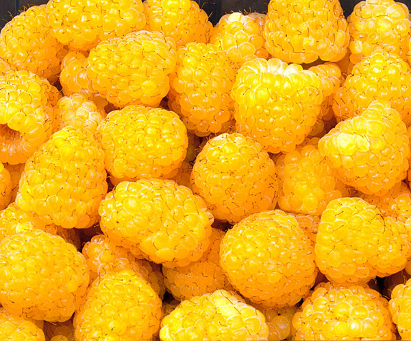 yellow raspberry varieties