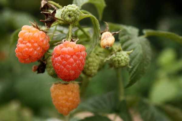 yellow raspberry varieties