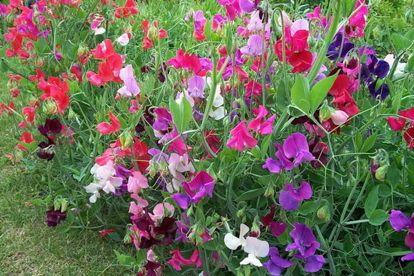 plantation de pois de senteur