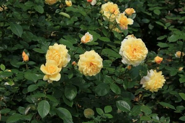 variétés de roses