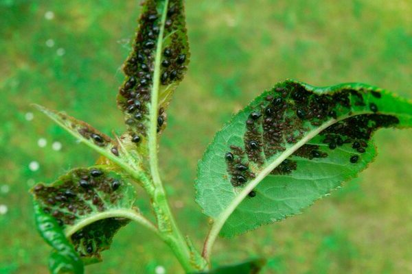 aphid on an apple tree