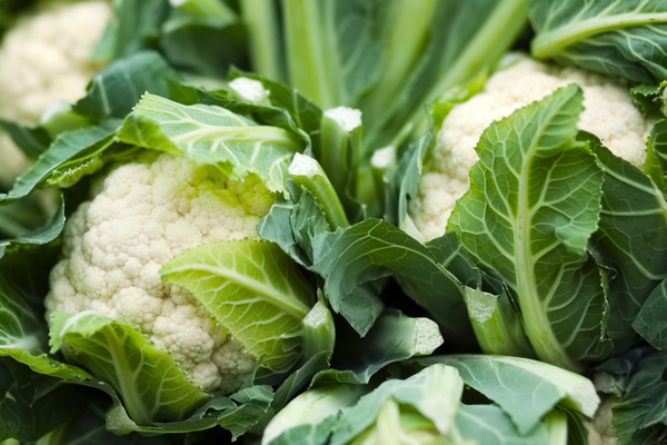 planting cauliflower