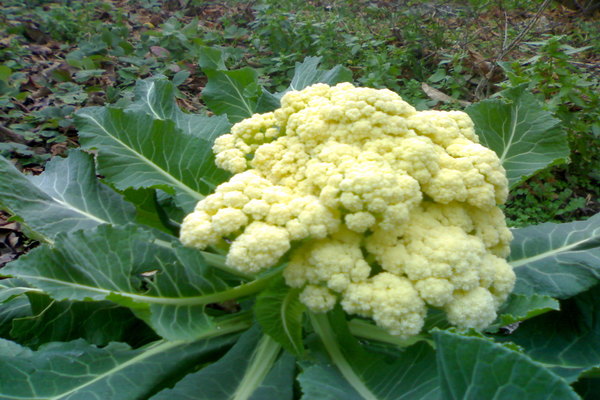 cultivo de couve-flor