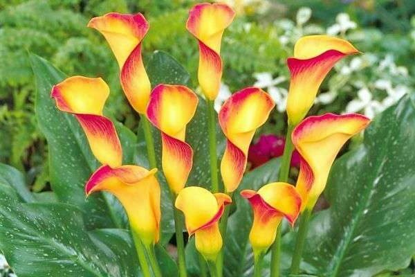 calla flower
