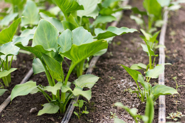 calla flowers care