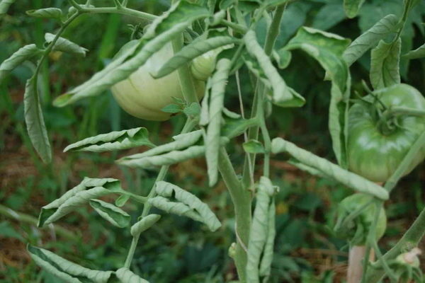 Pourquoi les feuilles de tomate recourbent-elles les feuilles ?