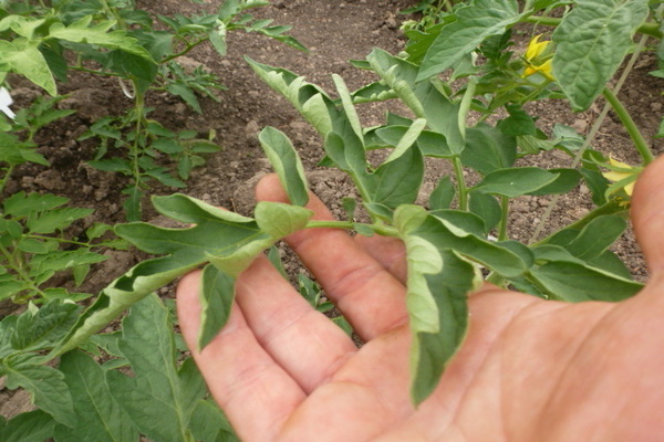 Pourquoi les feuilles de tomate s'enroulent-elles ?