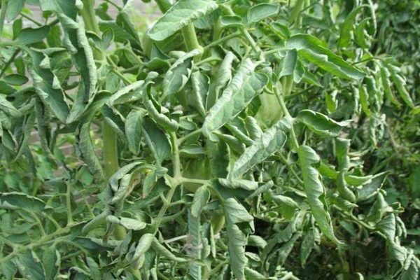 Pourquoi les feuilles de tomate recourbent-elles les feuilles: raisons