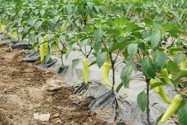 pepper care