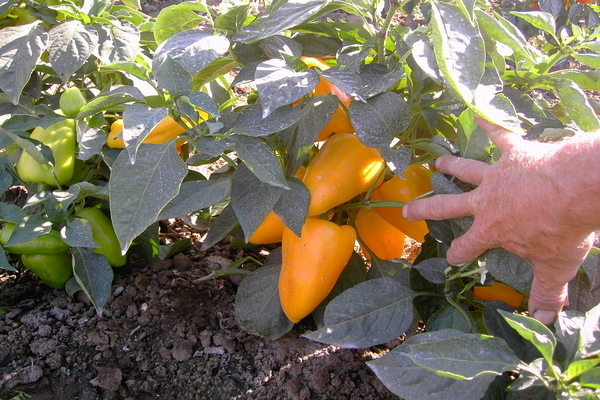 pepper care